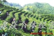 森焱農(nóng)副產(chǎn)品 自然與品質(zhì)的視覺(jué)詩(shī)篇